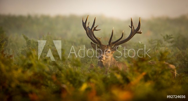 Picture of Red deer stag looking at the camera